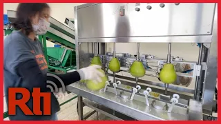 Agriculture council promotes pomelo sales to resist Chinese ban | Taiwan News | RTI