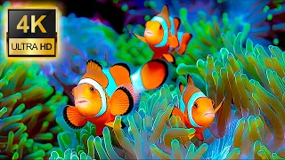 4K Beautiful Coral Reef Fish With Relaxing Music For Stress Relief And Anxiety -  Aquarium 4K VIDEO