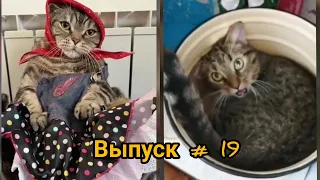 Смешные Котики и Собаки/Короткие Приколы/Выпуск№19