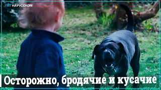 В Новосибирске бездомная собака чуть не загрызла ребенка