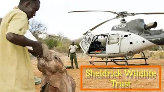 A Must visit in Nairobi Kenya - David Sheldrick Wildlife Trust #citizentv #wildife #kenyanyoutuber