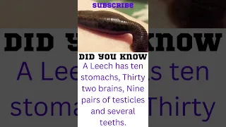 leech facts🤔 #shorts #ytshorts #factsshorts