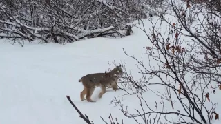 Lynx Chasing a Hare