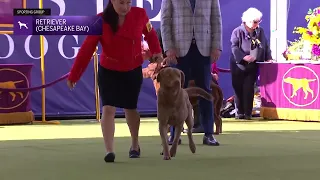 Retrievers (Chesapeake Bay) | Breed Judging 2024