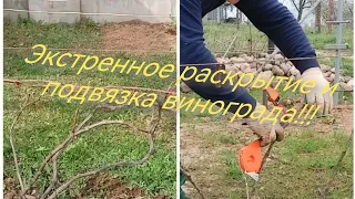 Экстренное раскрытие винограда!!!