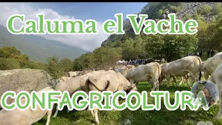 “Caluma el Vache” in collaborazione con CONFAGRICOLTURA #cuneo Roccaforte Mondovi