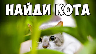 ТЕСТ. Найди КОТА на фото! БУДЬ В КУРСЕ TV