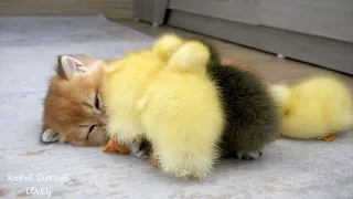 Ducklings cuddle and sleep with baby kitten  It's so happy and sweet || Animals cute video!!!