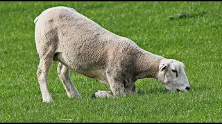 Piétin du mouton - Tests obligatoires