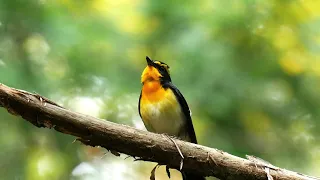 キビタキの美しい囀り 高音質【野鳥観察 鳥の鳴き声 バードウォッチング】Narcissus Flycatcher Calling Bird Sound　Bird Song