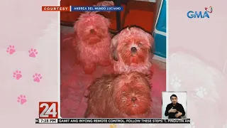24 Oras: Mga tuta na nagkulay pink dahil sa pinaglaruang lip tint, nag-viral online