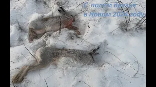 Охота на зайца, Один, шагом, норму выполнил  09 01 24г