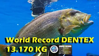 Dentex World Record 13.17 Kg Spearfishing