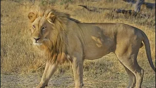 A Young Lion Runs Toward Samson To Attack Him