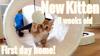 BRINGING HOME MY 8 WEEK OLD KITTEN VLOG