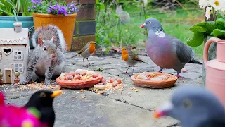 Cat TV for Cats to Watch 😸 Beautiful Birds & Squirrels 🕊️ Bird Videos & Cat Games