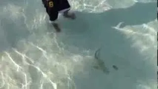 Baby Shark Attack Maldives