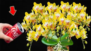 This magical water immediately makes the orchid pot bloom continuously for 4 seasons