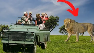 Why do lions not attack tourists in safari vehicles? (why do lions not attack in safari)