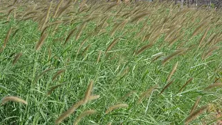 COM QUANTO TEMPO APÓS PLANTAR O CAPIM BUFFEL POSSO COLOCAR OS ANIMAIS NO PASTO?