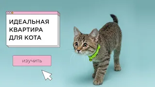 Что нужно коту в квартиру? Стартовый набор для кошки от фелинолога.