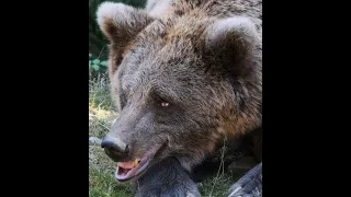 The Grizzly Bear That Killed Mark Uptain