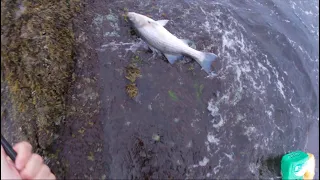 How to Catch Big Striped Bass From the Shore With Bait (Chunking)