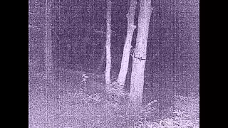 Two Bigfoot Captured on  Trail Cam Silhouette and Peeking Face