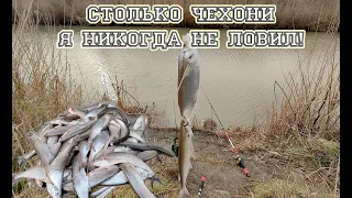 СТОЛЬКО ЧЕХОНИ Я НИКОГДА НЕ ЛОВИЛ! Просто фантастическая рыбалка в Краснодарском крае!