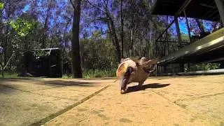 Slow Motion Kookaburra