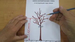 Формирование сливы