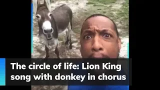 The circle of life: Lion King song with donkey in chorus