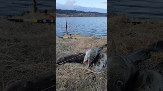 ВОТ ТАК ВЫГЛЯДИТ УДАЧНАЯ рыбалка! рыбалка в Норвегии с берега.  Треска.