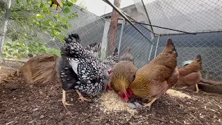 Feeding the Chickens