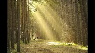 FOREST PIANO musique de piano relaxante dans la forêt - Calmez votre esprit dans la forêt