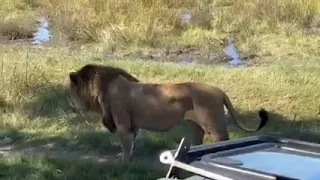 Okavango Delta big male lion