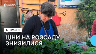 Попит зменшився: які ціни на розсаду на Житньому ринку у Житомирі