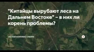 Вывоз леса в Китай будет запрещён, если китайцы не начнут восстанавливать леса | Pravda GlazaRezhet