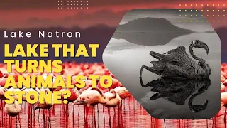 Lake Natron | Lake That Turns Animals to Stone