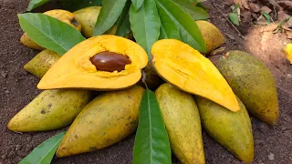 Canistel, fruta huevo, mante, zapote amarillo, mamey amarillo, guacamayo, Pouteria campechiana