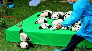 Aww - Funny And Cute Panda Compilation😂