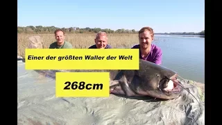 268cm Rekord Waller / Monster Catfish / Interview / Italien / Gerätetipps by Stefan Seuß