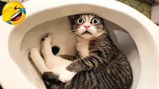 New Funny Animals 😍 Funniest Cats and Dogs Videos 😺🐶 Part 4