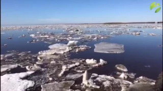 А вы говорите, лето. Лёд на Оби затруднил работу паромной переправы в Лабытнанги