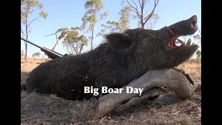 Big Boar Day