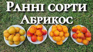 Абрикос порівняння. Який сорт має найбільший цукор.