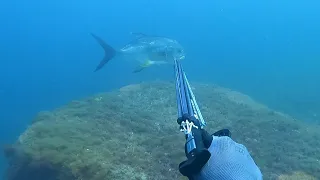 gran palometa capturada a 10 metros de profundidad #permits #spearfishing #yucatan