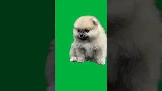 Green Screen - cute puppy yawning