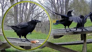 Crow Bros Scared to Touch Raven's Feast! {2024} 4K