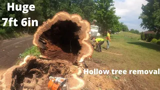 Massive 7.5 ft wide oak removal